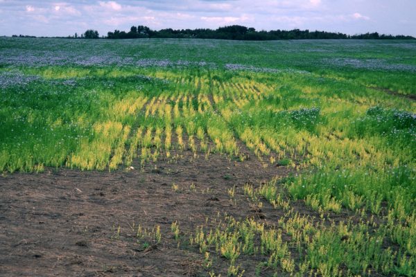 9-1-flax-chlorosis-general-view